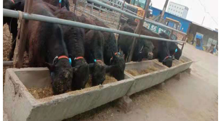 ����(�й���)�����ٷ���վ-LEYU SPORTS